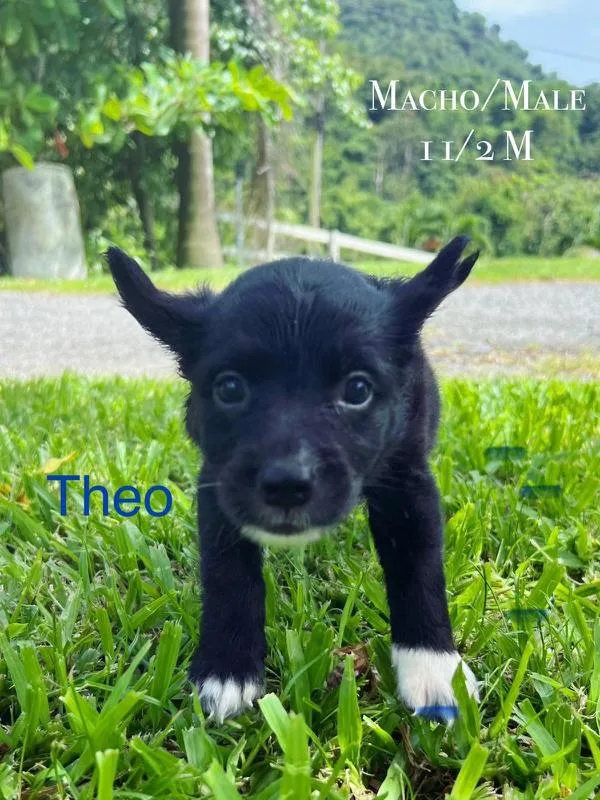 Theo