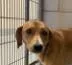 A young medium-sized male Plott Hound dog named Tony for adoption in Bloomfield, CT