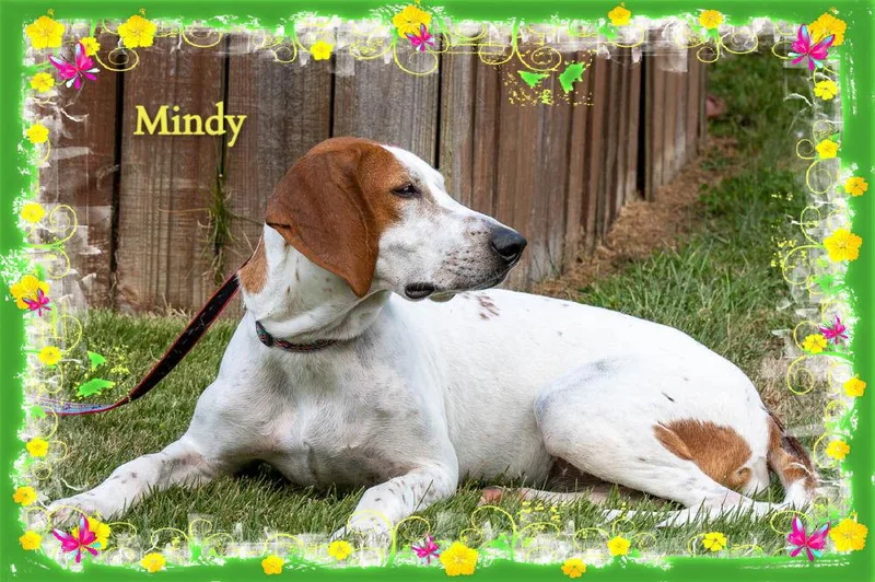 Mindy thumbnail 2