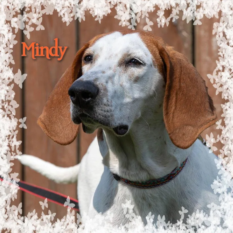 Mindy thumbnail 3