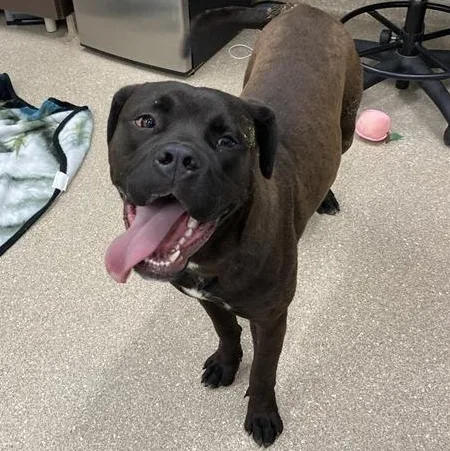 An adult large-sized male Brown / Chocolate Cane Corso dog named Ck for adoption in Prince Frederick, MD
