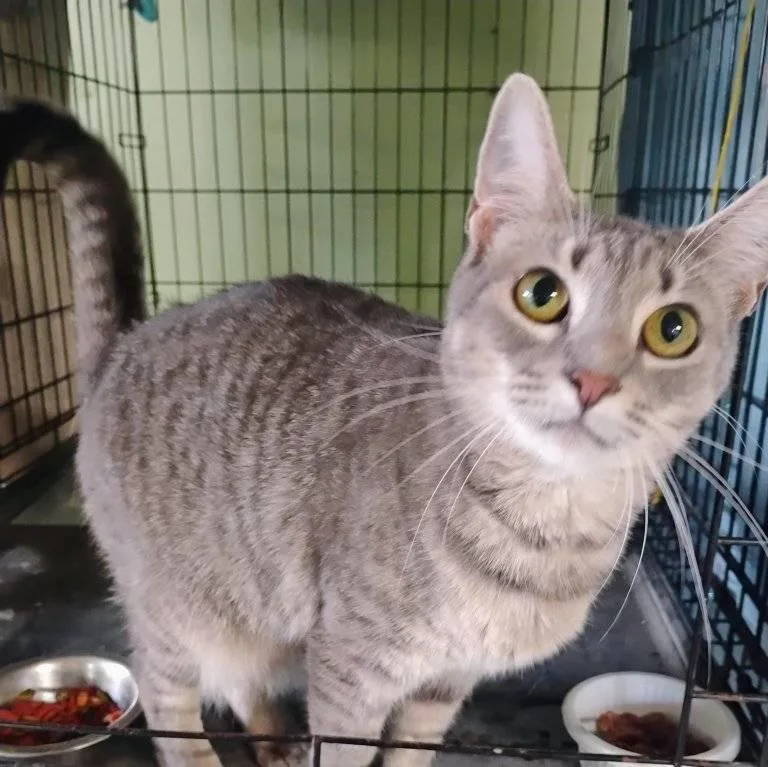An adult large-sized female Gray & White Domestic Short Hair cat named Hermit for adoption in Scotland Neck, NC