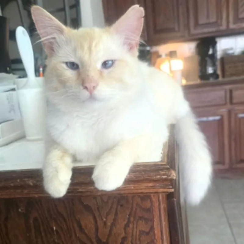 An adult medium-sized male Flame Point Siamese cat named Malty for adoption in Warr Acres, OK