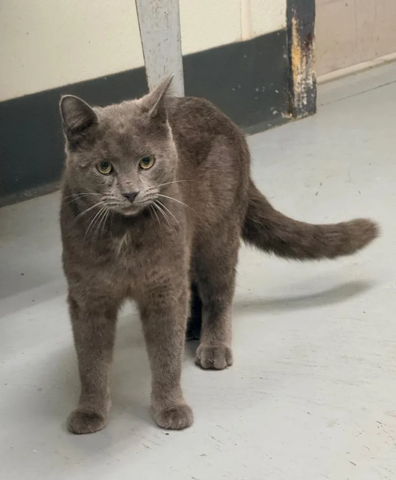 An adult medium-sized male Domestic Short Hair cat named Spicy for adoption in North Vernon, IN