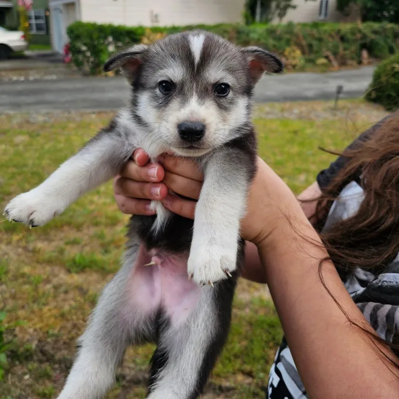 A baby small-sized female Brown / Chocolate Husky dog named Theo for adoption in Tacoma, WA