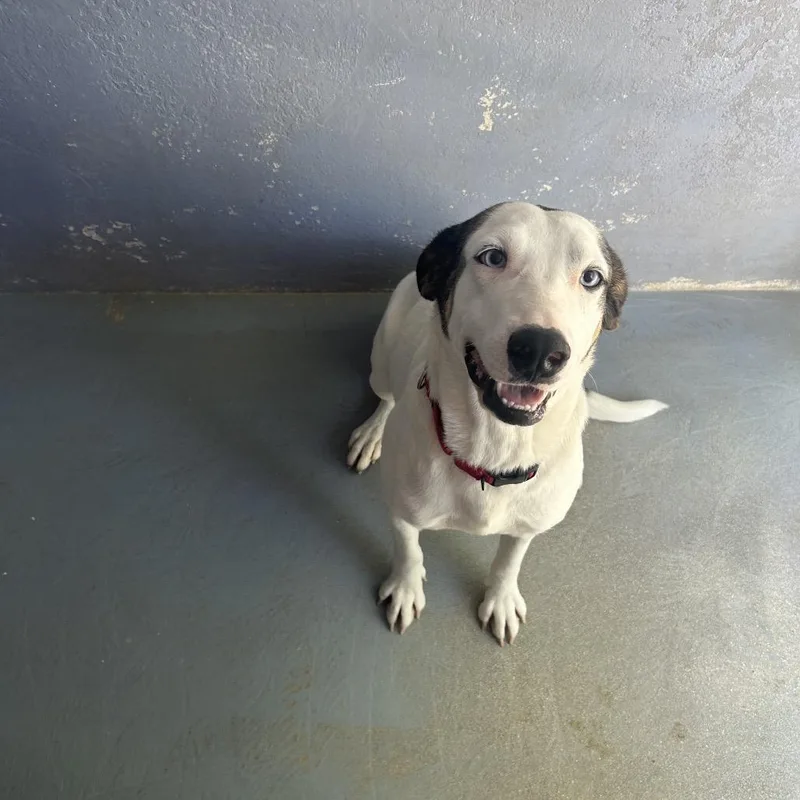 A young medium-sized female White / Cream Catahoula Leopard Dog dog named Suicune for adoption in Kyle, TX