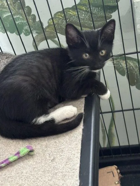 A baby medium-sized female Black & White / Tuxedo Domestic Short Hair cat named Daisy for adoption in Wesley Chapel, FL