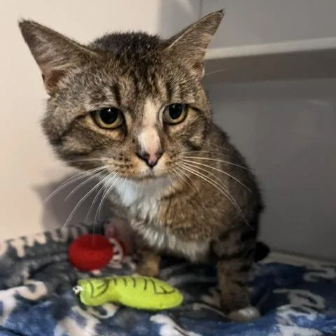 An adult small-sized male Brown / Chocolate Domestic Short Hair cat named Wilson for adoption in St. Louis, MO