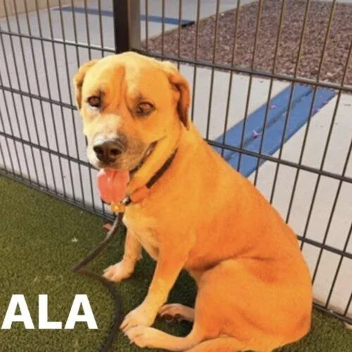 Nala