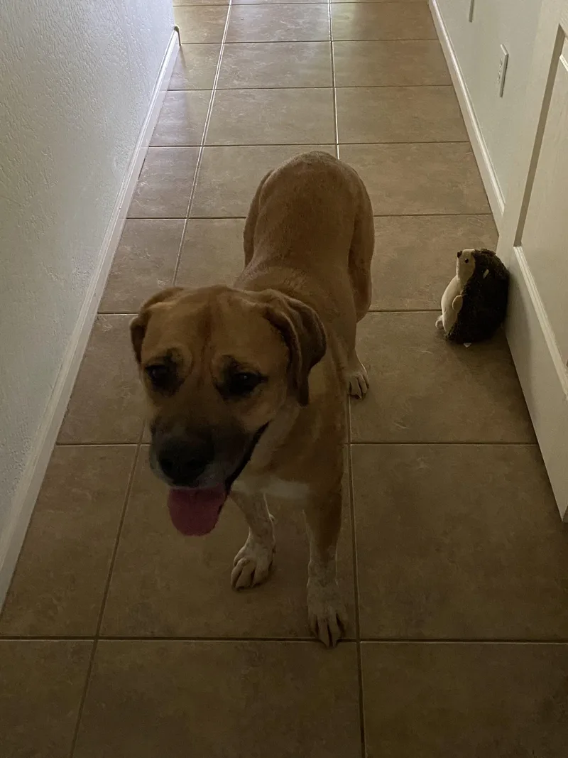 Nala thumbnail 2