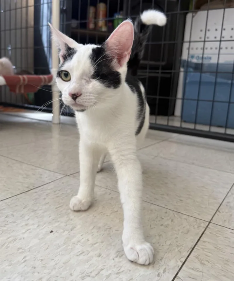 A baby small-sized male Domestic Short Hair cat named Rambo for adoption in Lemoore, CA