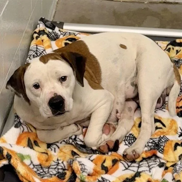 An adult large-sized female Pit Bull Terrier dog named Cindy for adoption in Tavares, FL