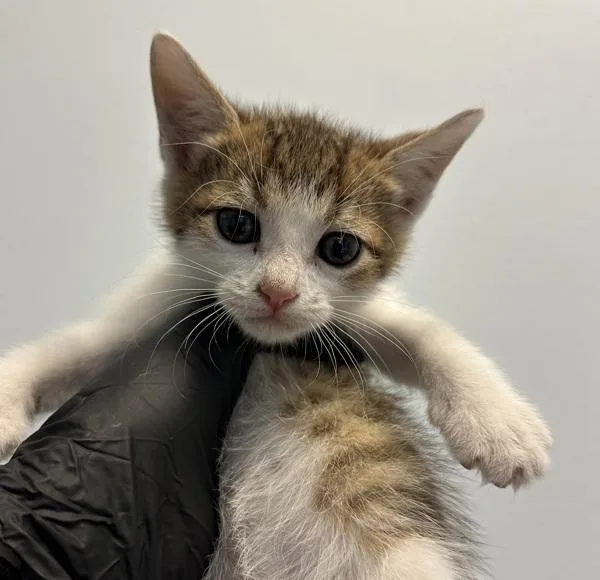 A baby small-sized male Domestic Short Hair cat named The Royal Flea for adoption in El Cajon, CA