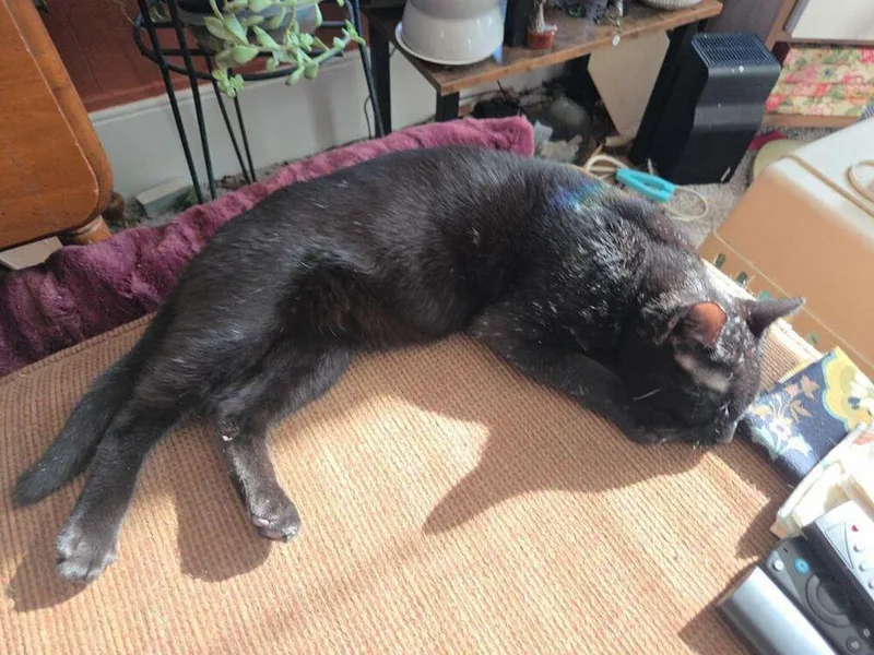 A young medium-sized male Black & White / Tuxedo Domestic Short Hair cat named Bubba And Frosty for adoption in Breinigsville, PA