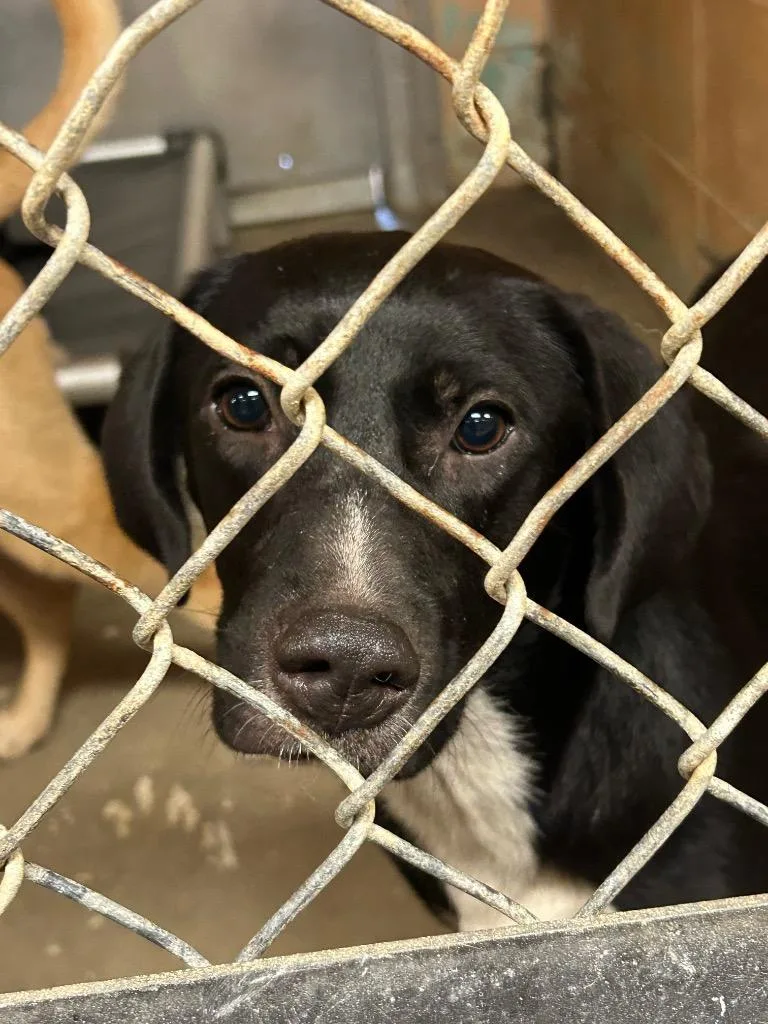 A young medium-sized female Labrador Retriever dog named Cammi for adoption in Gautier, MS