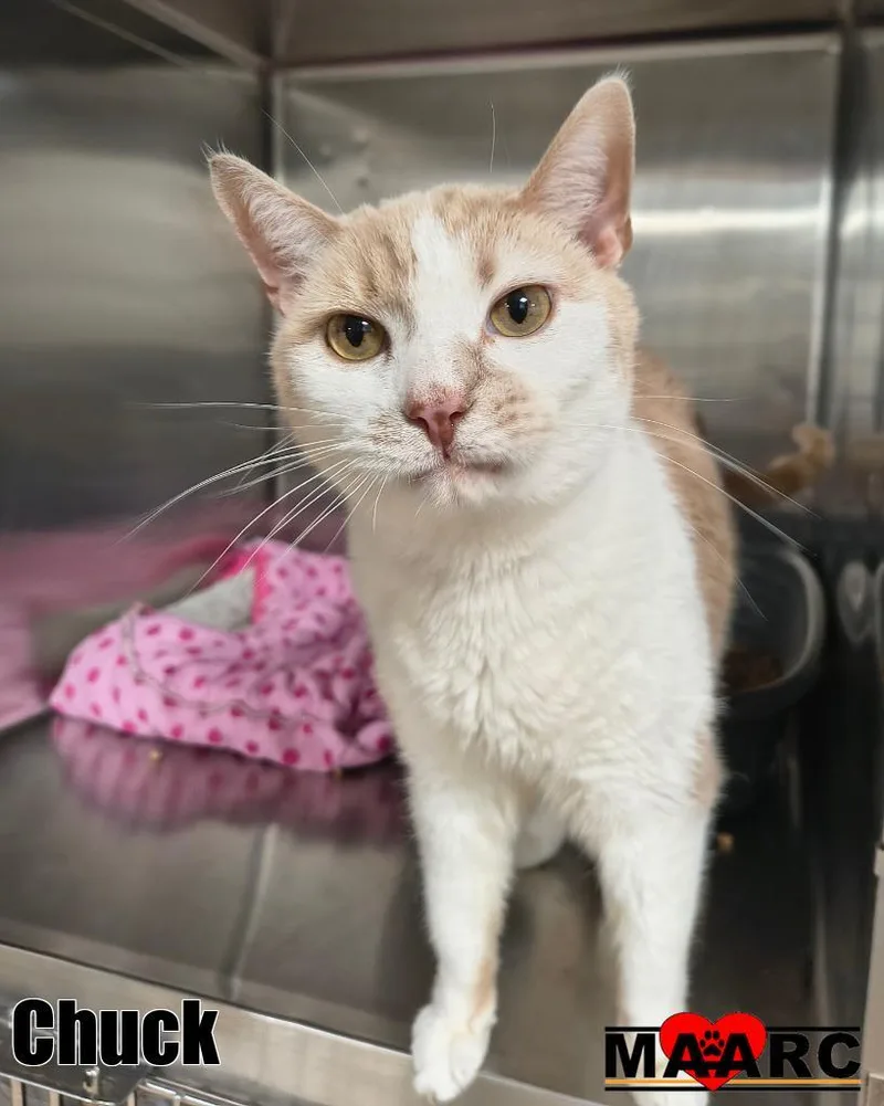 An adult medium-sized male Domestic Short Hair cat named Chuck for adoption in Maryville, TN