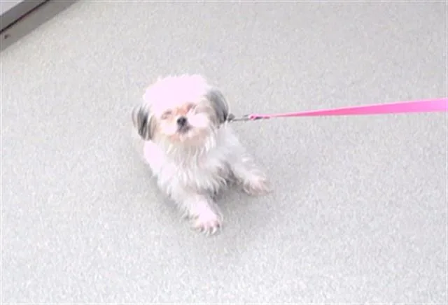 A young small-sized female Shih Tzu dog named Danish for adoption in Omaha, NE