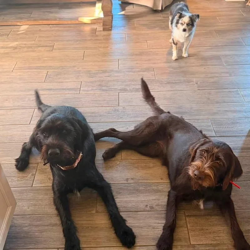 Miller BONDED WITH Merlot