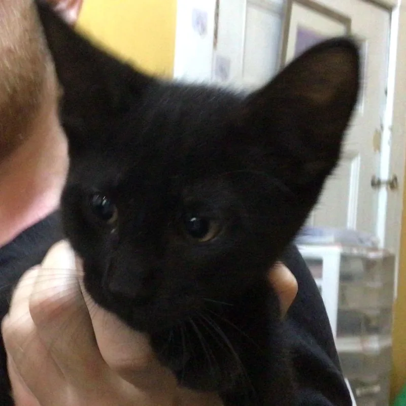 A baby small-sized male Black Domestic Medium Hair cat named Torrent Of Darkness for adoption in New Orleans, LA