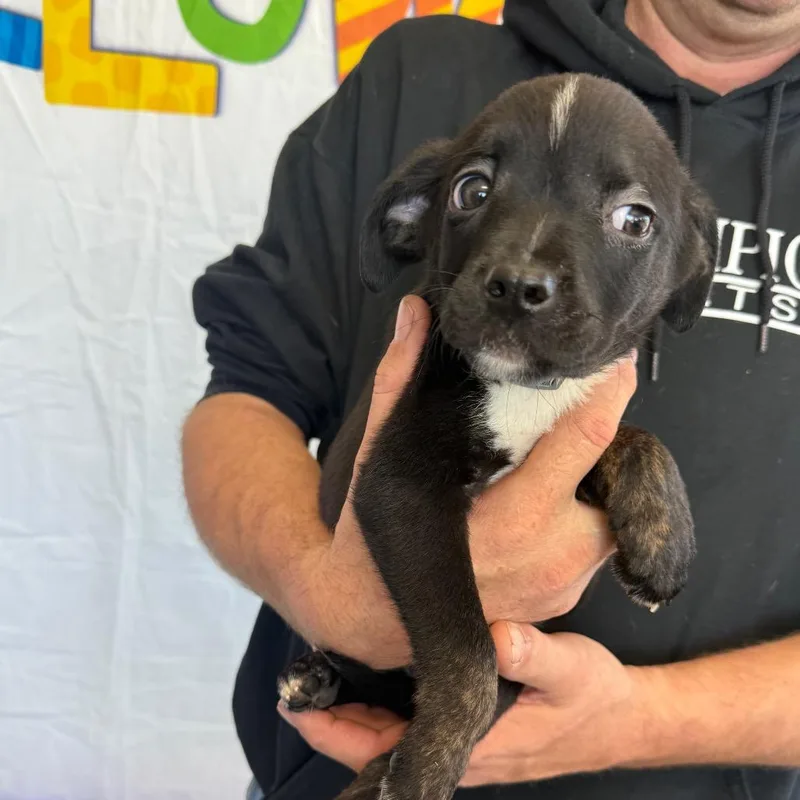 A baby small-sized male Black Labrador Retriever dog named Waylon for adoption in Normal, IL