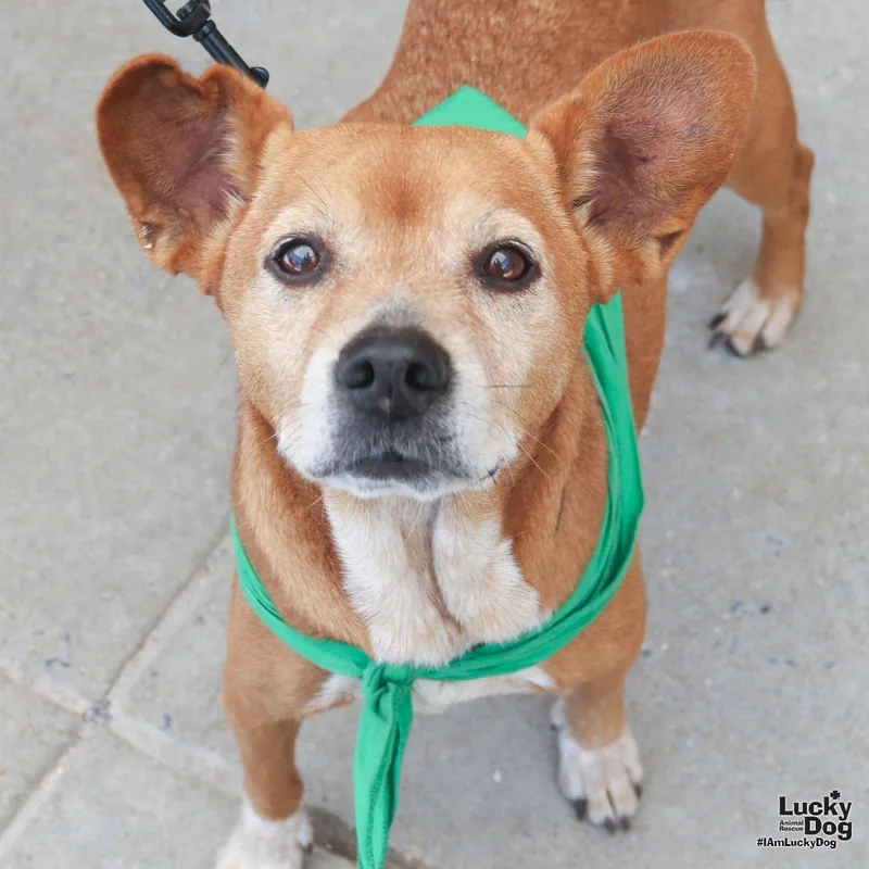 An adult small-sized female Chihuahua dog named Reddy for adoption in Washington, DC