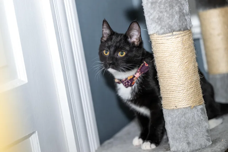 Pattycake thumbnail 2