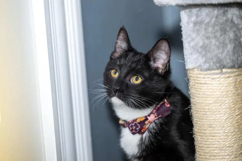 Pattycake thumbnail 3