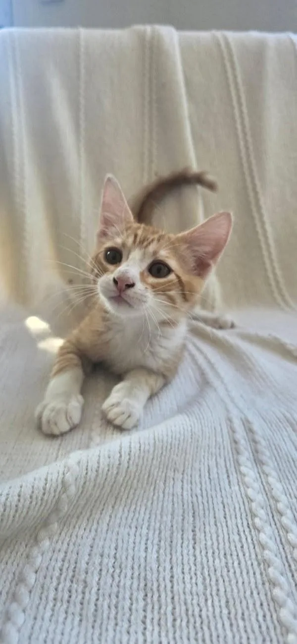 A baby small-sized male Domestic Short Hair cat named Conner for adoption in Bonsall, CA