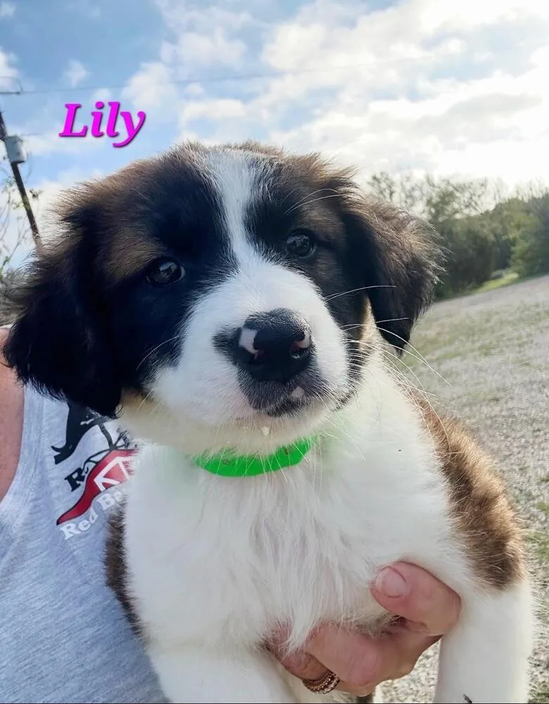 A baby medium-sized female Tricolor (Brown, Black, & White) Saint Bernard dog named Lily for adoption in Norfolk, MA