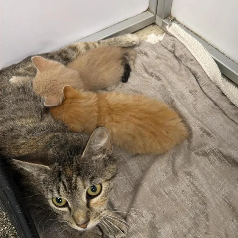 A baby small-sized male Cream / Ivory Domestic Short Hair cat named Ty for adoption in Alexandria, VA