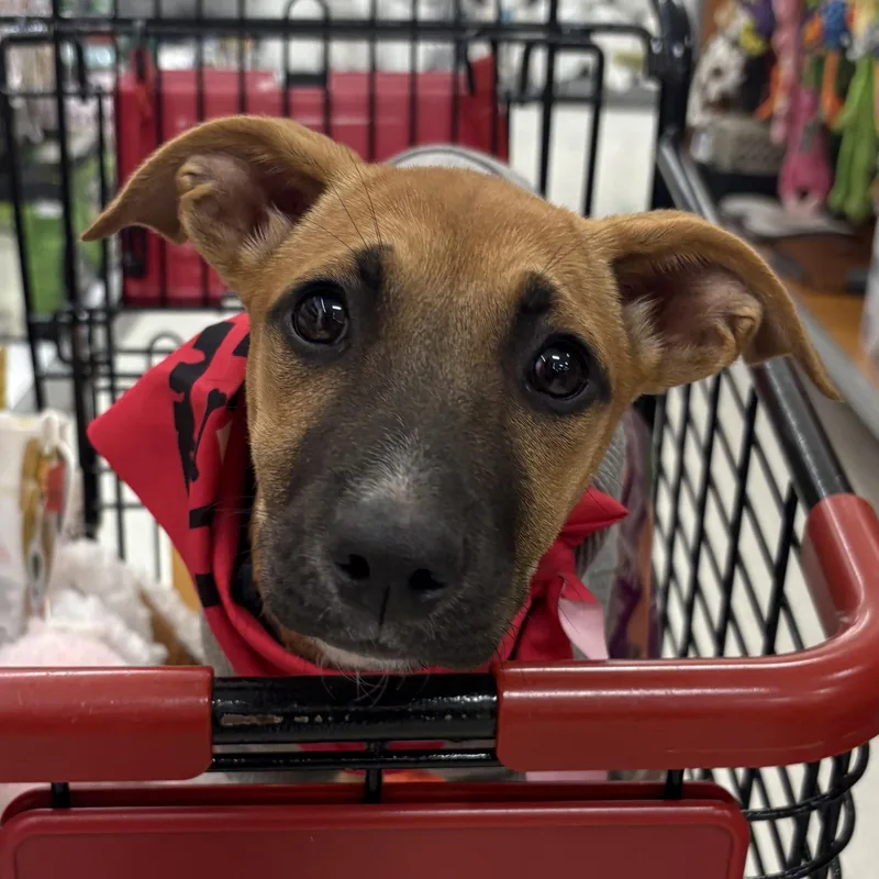A baby medium-sized female Bicolor Labrador Retriever dog named Nala for adoption in Carmel, NY