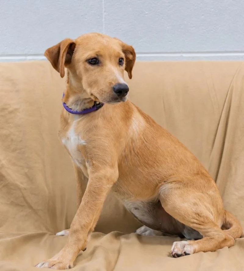 A baby extra large-sized female Labrador Retriever dog named Sparkles for adoption in North Syracuse, NY