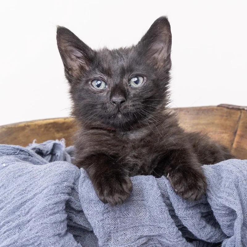 A baby small-sized male Black Domestic Short Hair cat named Bear for adoption in Franklin, TN