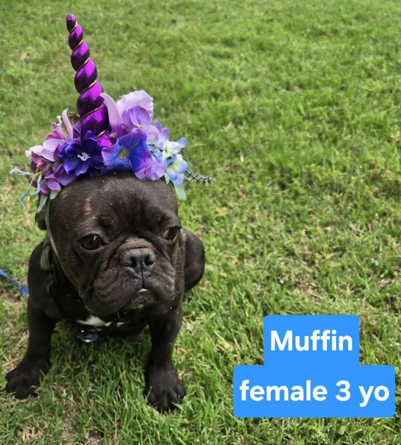 Muffin thumbnail 4
