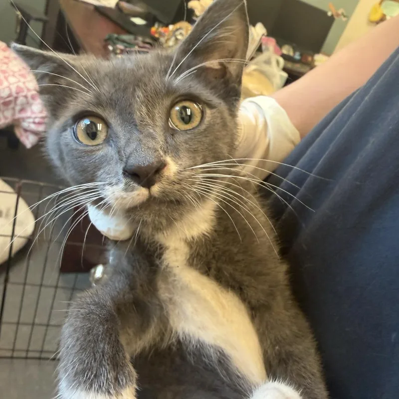 A baby small-sized male Gray / Blue / Silver Domestic Short Hair cat named Fun Dip for adoption in Jacksonville, FL