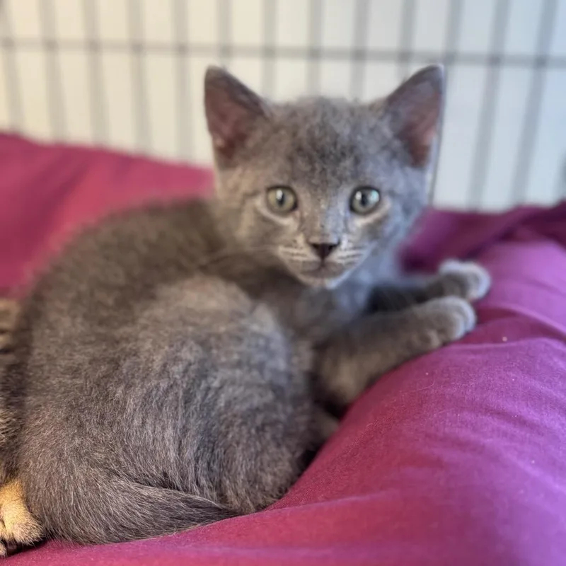 A baby small-sized male Gray / Blue / Silver Domestic Short Hair cat named Easton for adoption in Chesapeake, VA