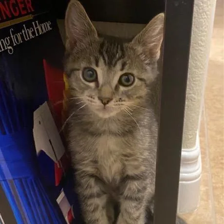 A baby small-sized male Brown / Chocolate Domestic Short Hair cat named Deputy Peck for adoption in Las Vegas, NV