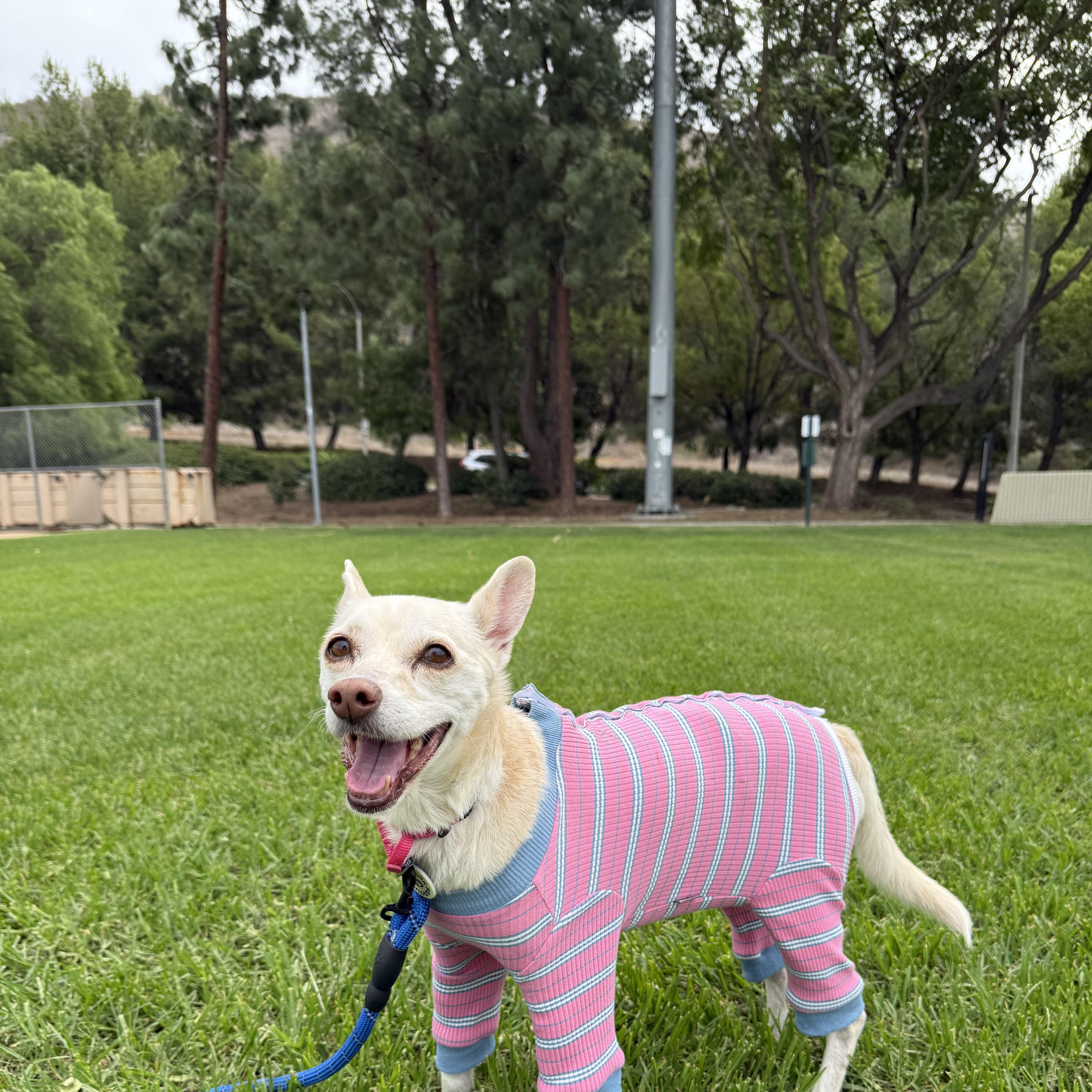 A senior small-sized female White / Cream Chihuahua dog named Edith for adoption in Los Angeles, CA