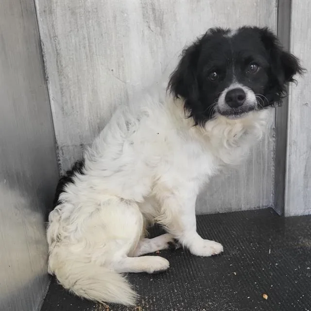 A young small-sized male Chihuahua dog named Vine for adoption in San Antonio, TX
