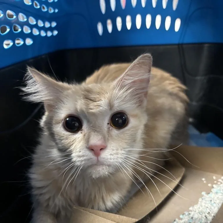 An adult medium-sized female Orange / Red Domestic Long Hair cat named Fluffy for adoption in New York, NY