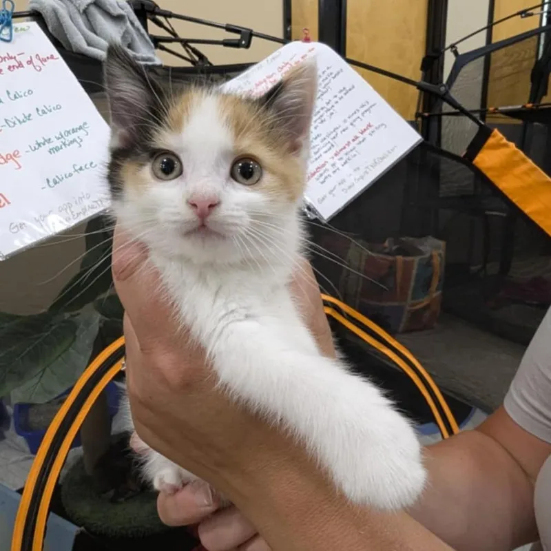 A young small-sized male Calico Domestic Short Hair cat named Del for adoption in Sioux Falls, SD