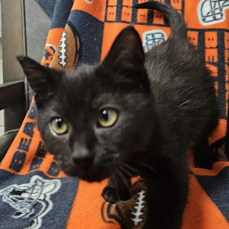A baby small-sized female Black Domestic Short Hair cat named Mila Moon for adoption in Normal, IL