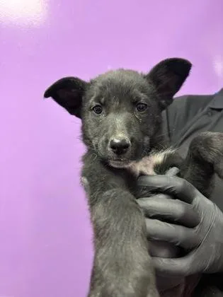 A baby medium-sized female Black Shepherd dog named Pretzel for adoption in El Paso, TX