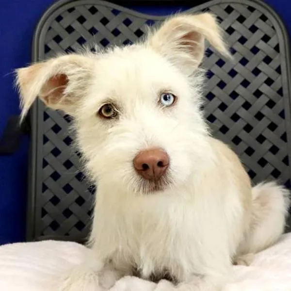 A young small-sized female Standard Schnauzer dog named Baby Girl for adoption in Fort Davis, TX