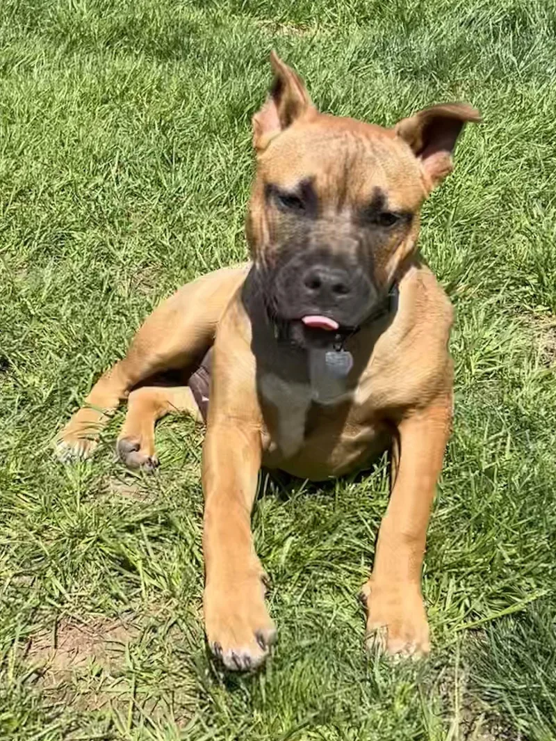 Fv Litter Lennox