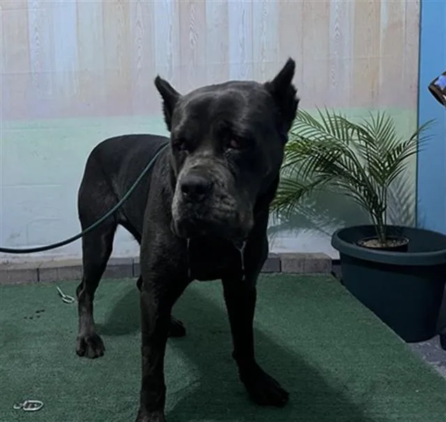 A young medium-sized female Cane Corso dog named Gina for adoption in Baldwin Park, CA