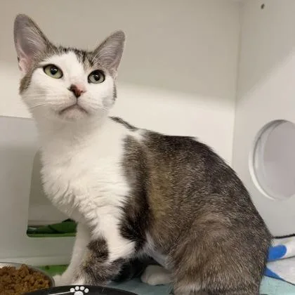 A young medium-sized female Domestic Short Hair cat named Willa for adoption in Janesville, WI