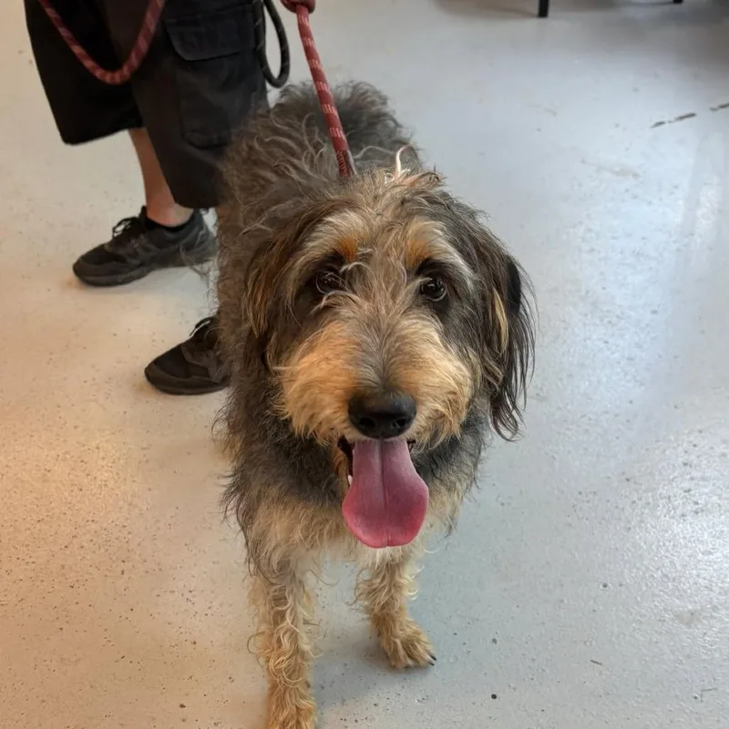 A young medium-sized female Gray / Blue / Silver Mixed Breed dog named Lucy for adoption in Huntington, WV