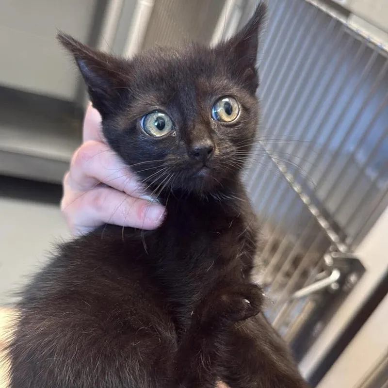 A baby small-sized female Black Domestic Short Hair cat named Marbles for adoption in Rocky Mount, VA
