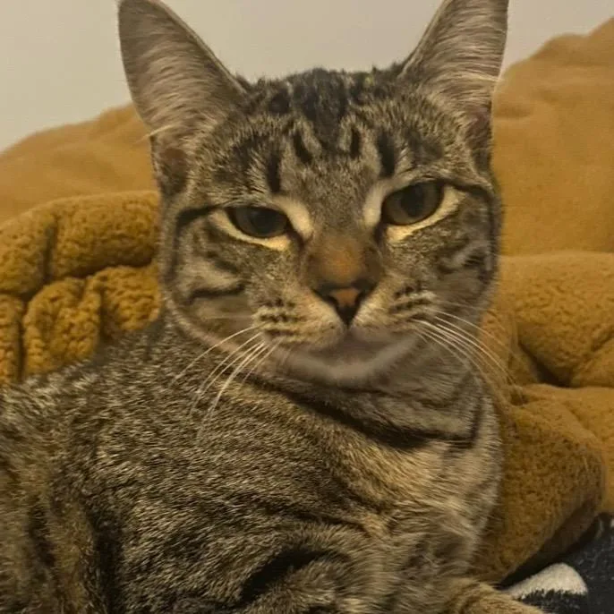 A young medium-sized female Brown / Chocolate Domestic Short Hair cat named India for adoption in Long Beach, CA